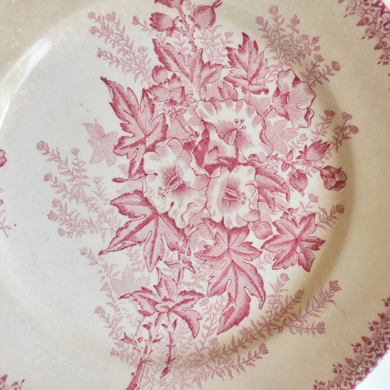 Antique Plate, Onann, Eglantines B