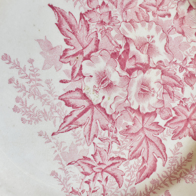 Antique Plate, Onann, Eglantines B
