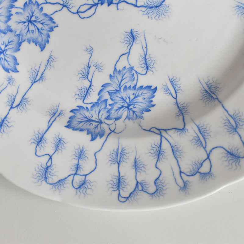 Antique Plate: LM&Cie Creil-Montereau Flora Lichen F