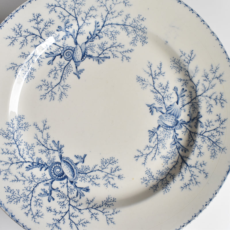 Antique Plate Terre de Fer Coquillages B