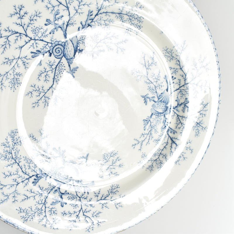 Antique Plate Terre de Fer Coquillages B