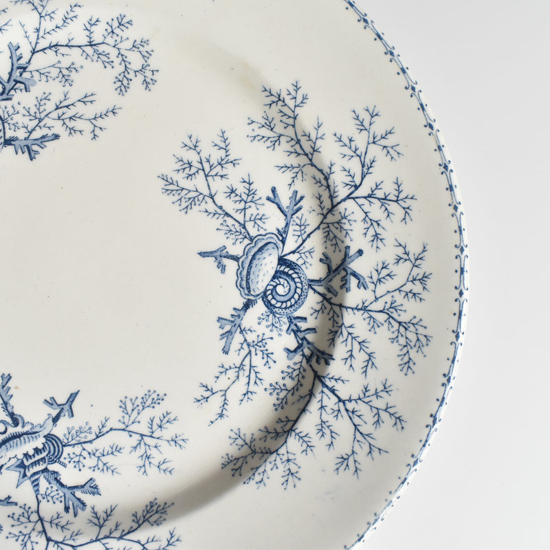 Antique Plate Terre de Fer Coquillages C