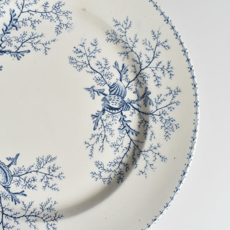 Antique Plate Terre de Fer Coquillages C