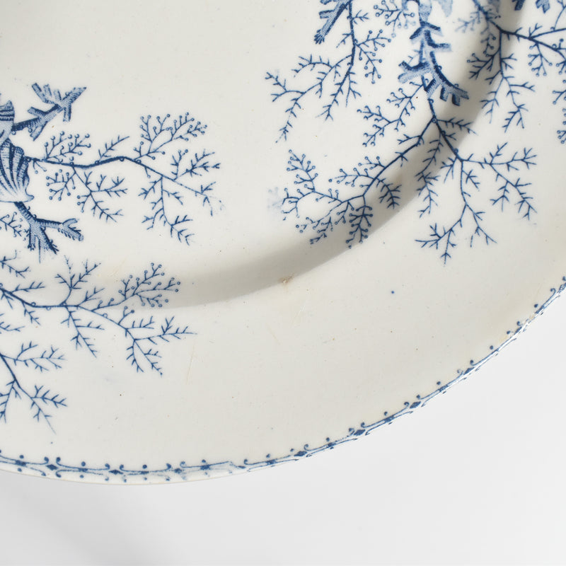 Antique Plate Terre de Fer Coquillages C