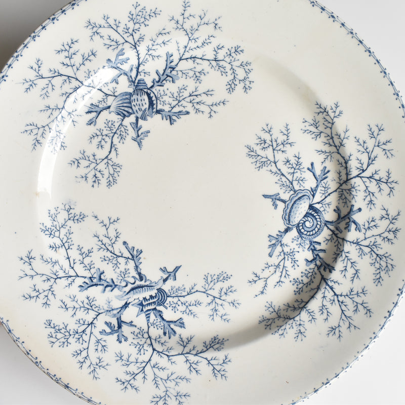 Antique Plate Terre de Fer Coquillages C