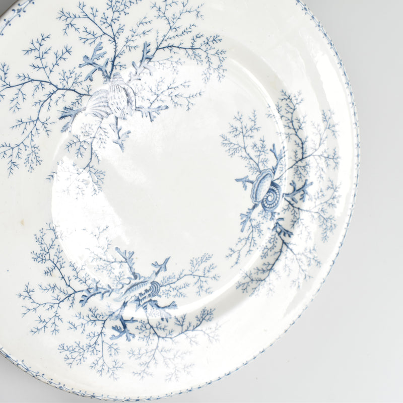 Antique Plate Terre de Fer Coquillages C