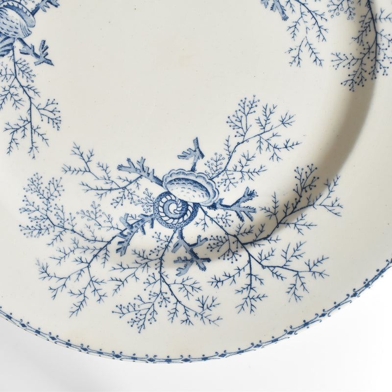 Antique Plate Terre de Fer Coquillages D