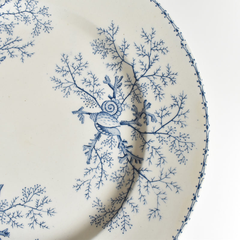 Antique Plate Terre de Fer Coquillages D