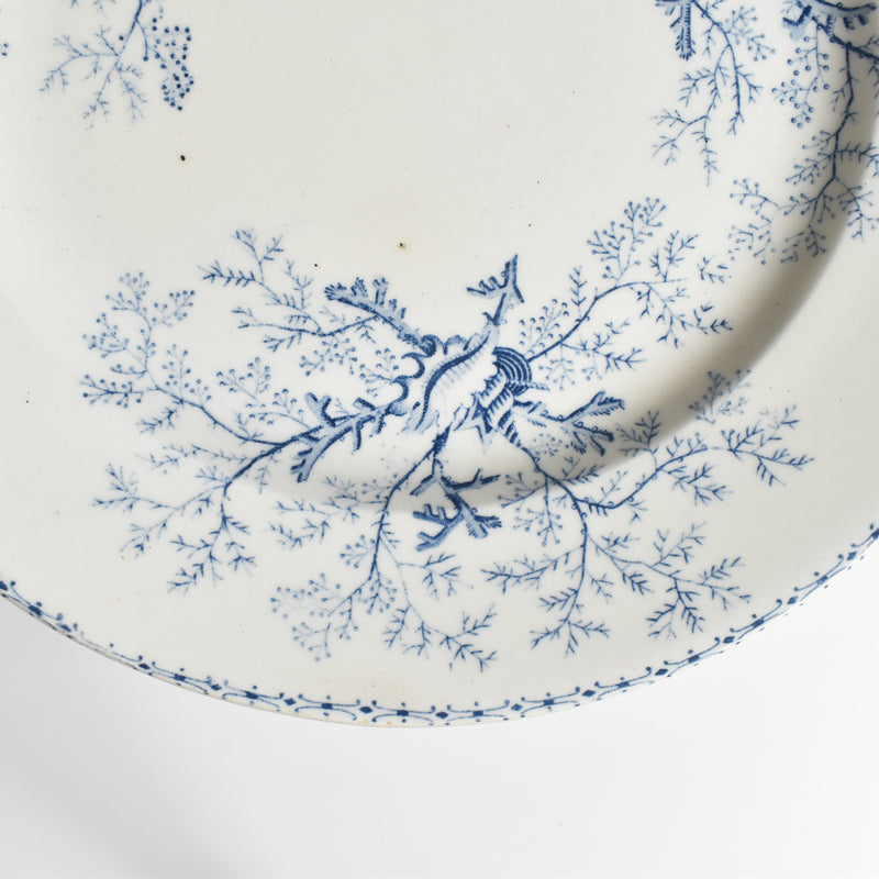 Antique Plate Terre de Fer Coquillages E