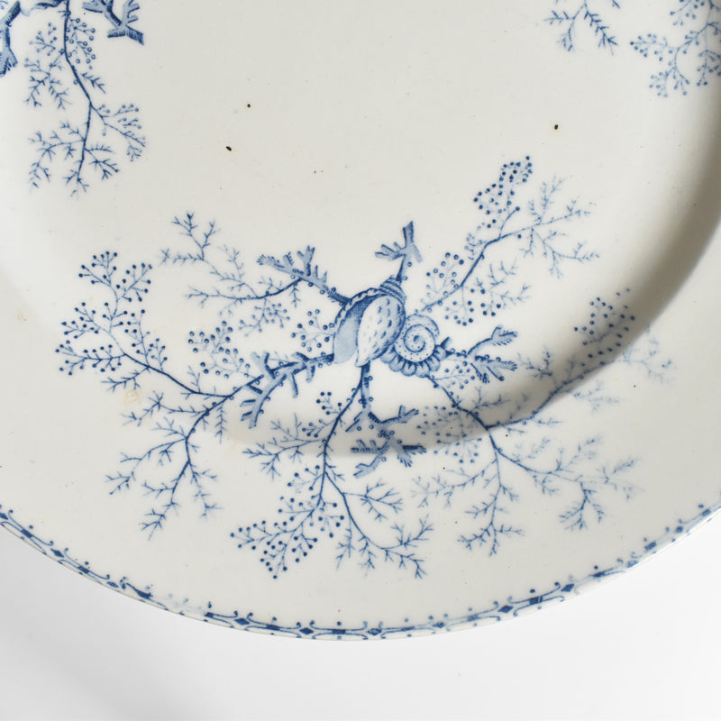 Antique Plate Terre de Fer Coquillages E