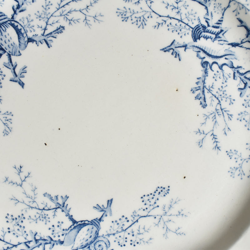 Antique Plate Terre de Fer Coquillages E