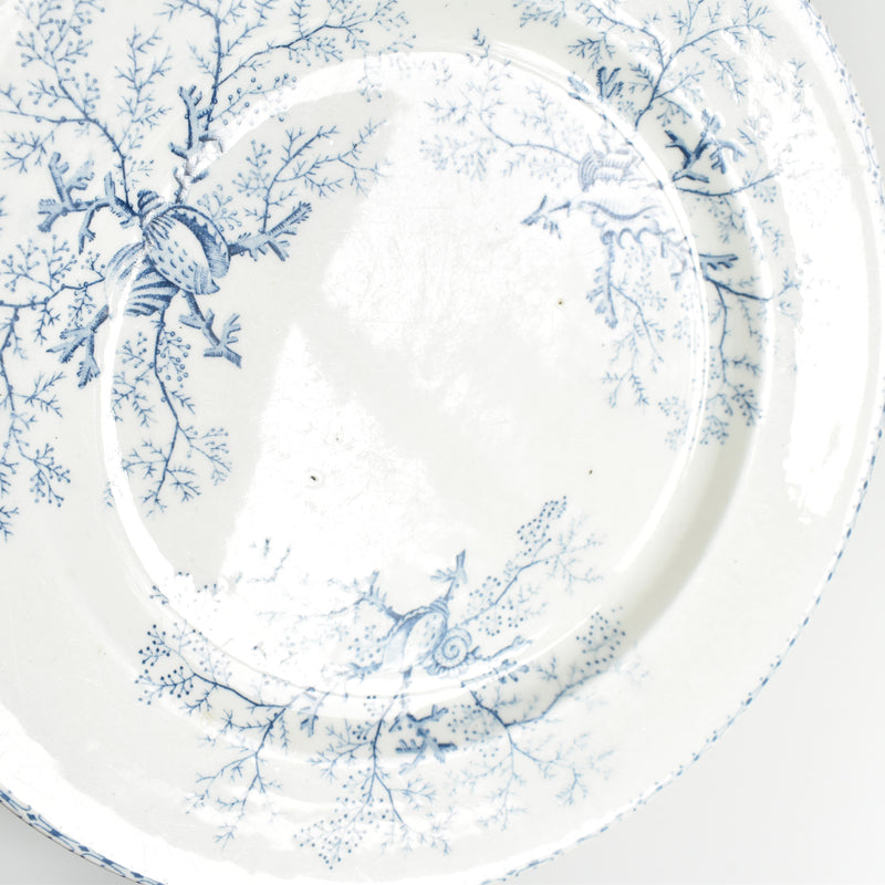 Antique Plate Terre de Fer Coquillages E