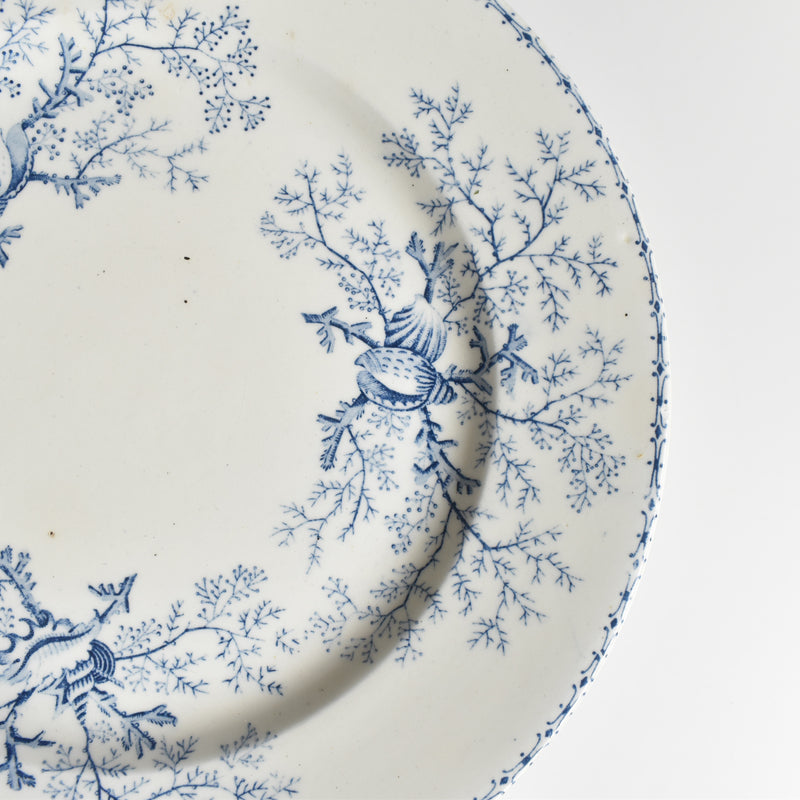 Antique Plate Terre de Fer Coquillages E