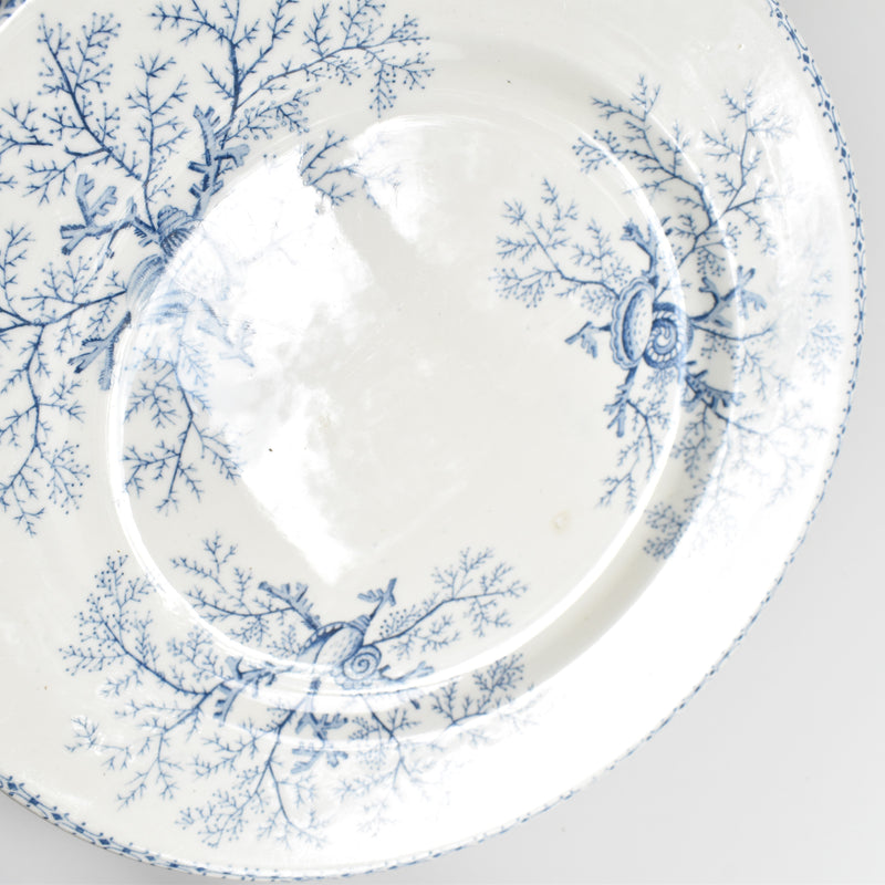 Antique Plate, Terre de Fer, Coquillages F