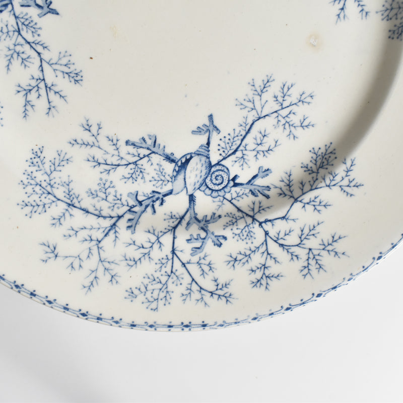 Antique Plate, Terre de Fer, Coquillages F