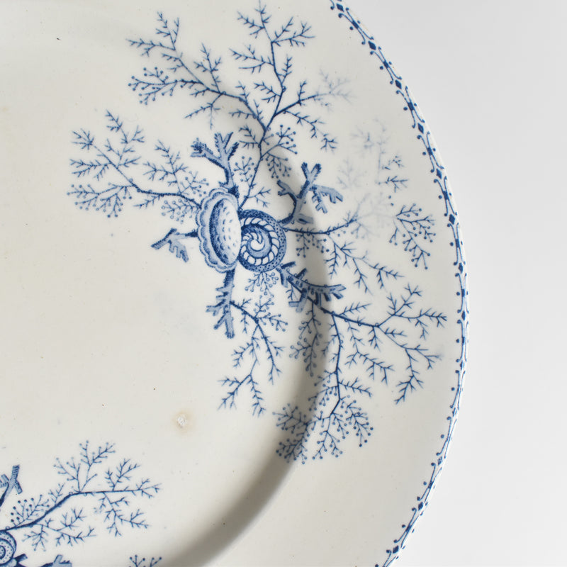 Antique Plate, Terre de Fer, Coquillages F