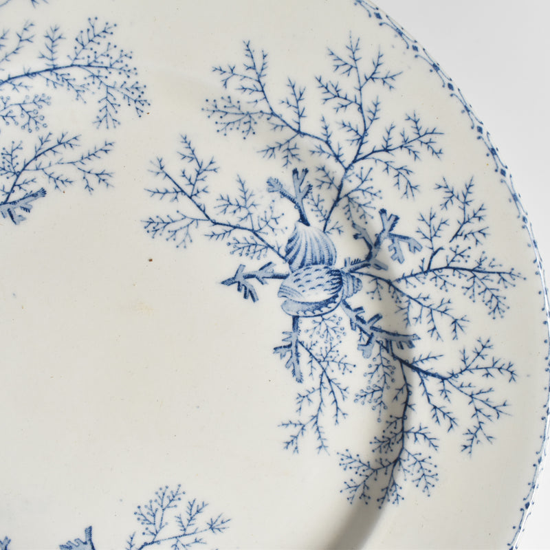 Antique Plate, Terre de Fer, Coquillages F