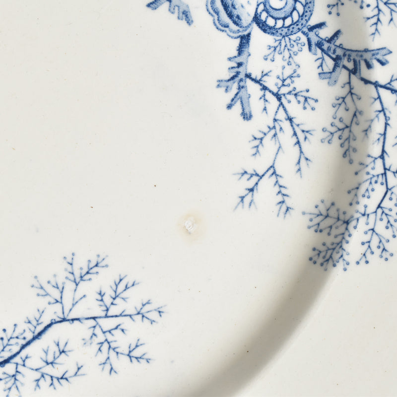 Antique Plate, Terre de Fer, Coquillages F