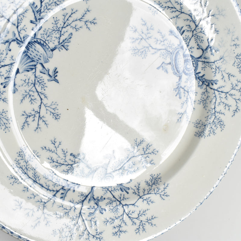 Antique Plate, Terre de Fer, Coquillages F