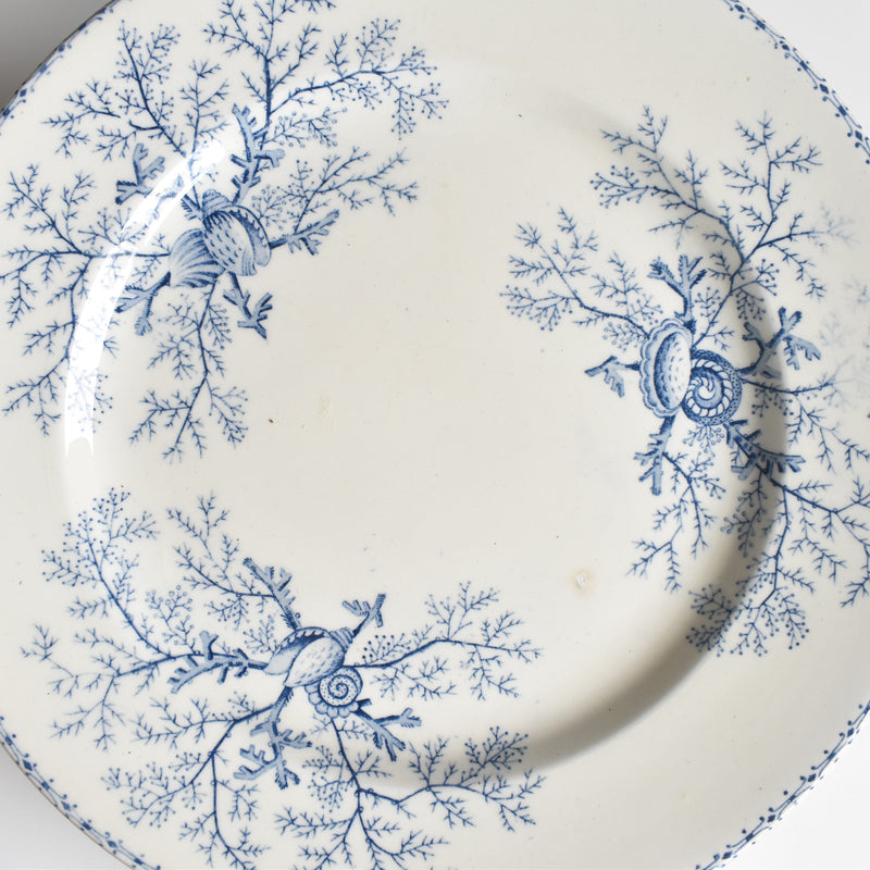 Antique Plate, Terre de Fer, Coquillages F