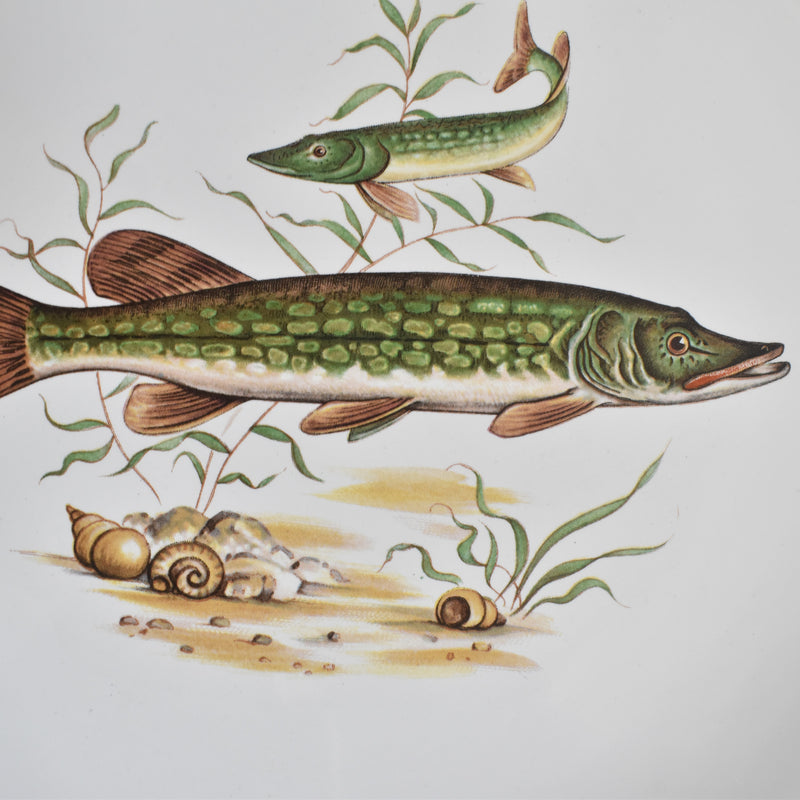 Vintage Plate Longchamp Pike (Trout)