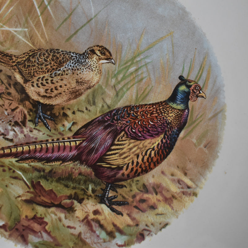 Vintage Plate Longchamp Gibier Pheasant (Faisans) B