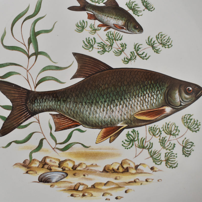 Vintage Plate: Longchamp Poisson Gardon (Roach)