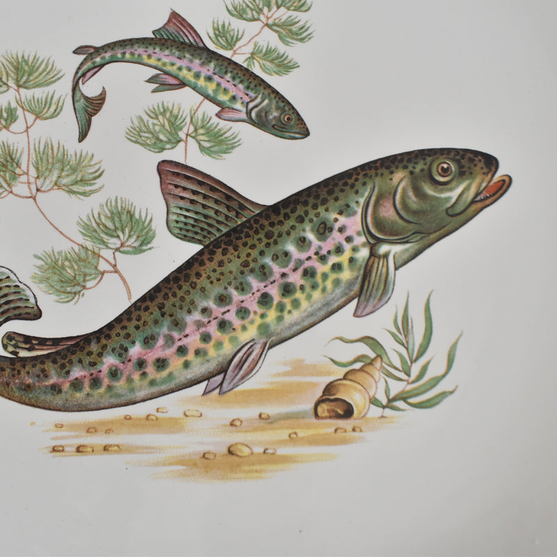 Vintage Plate Longchamp Poisson Truite Arc-en-ciel (Rainbow Trout)