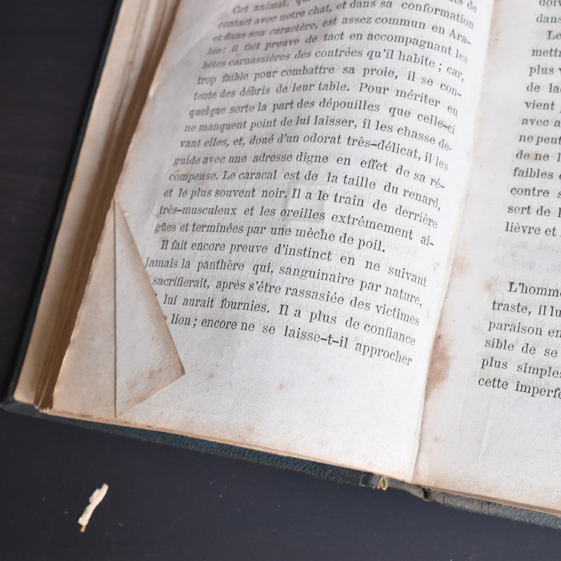 Antique book: Les animaux Industrieux