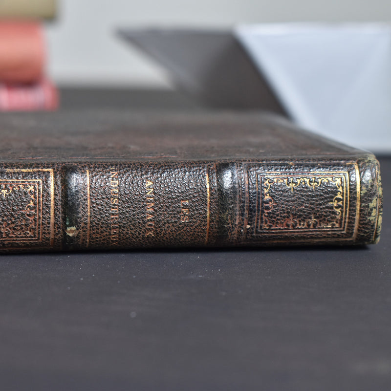 Antique book: Les animaux Industrieux