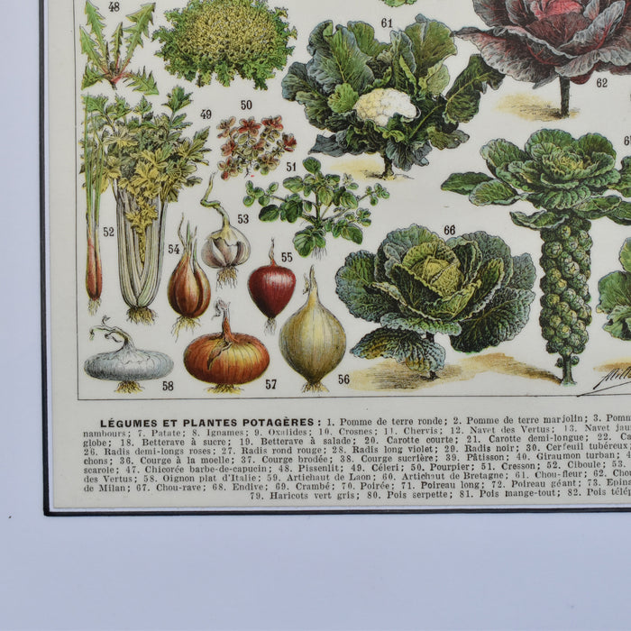 ヴィンテージ　ラルース　イラスト　Legumes (野菜）