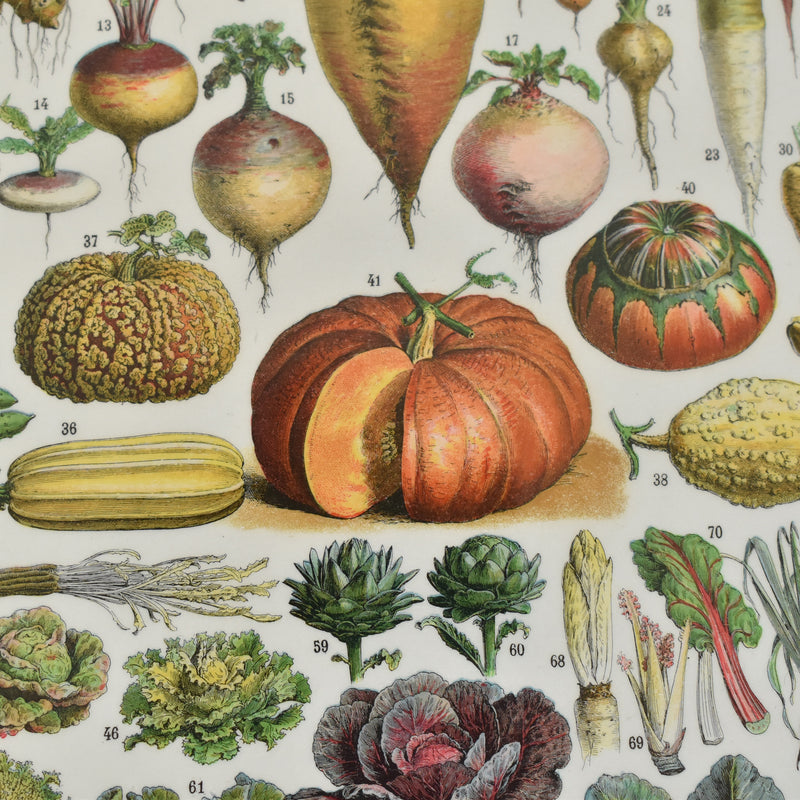 Vintage Larousse Illustration - Legumes (Vegetables)