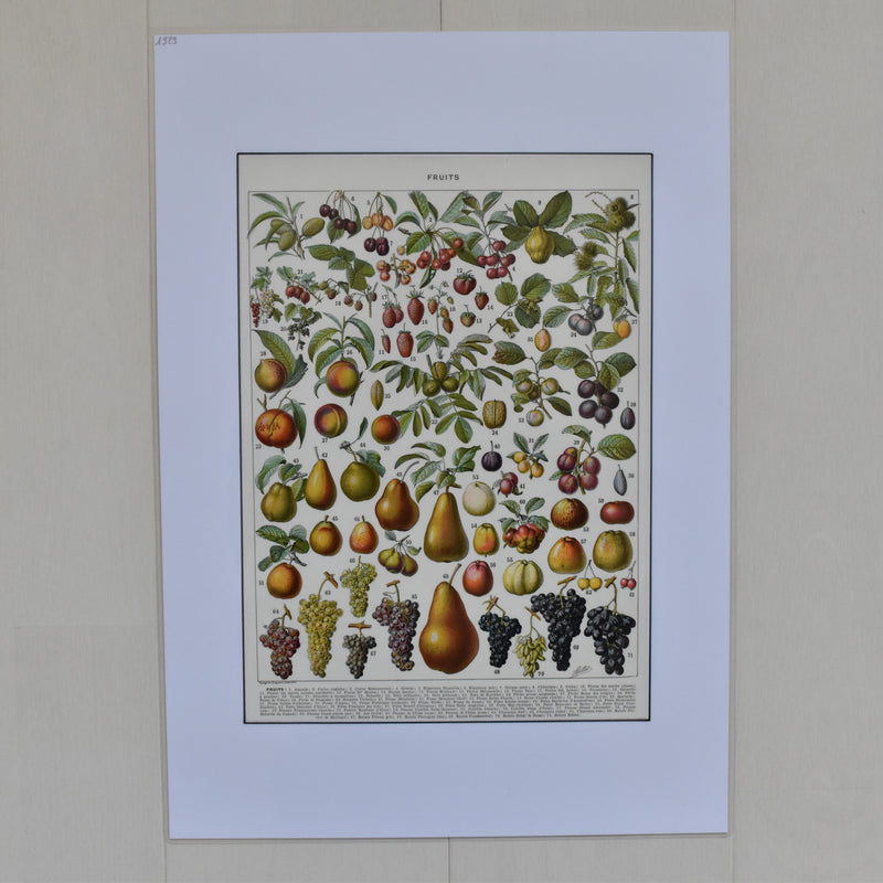 Vintage Larousse Illustration Fruits