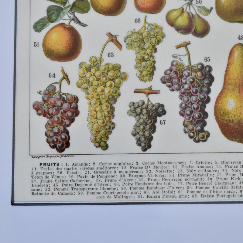 Vintage Larousse Illustration Fruits