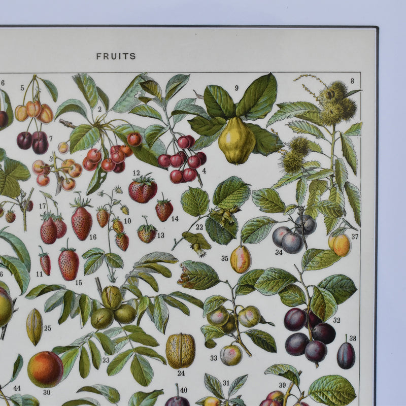 Vintage Larousse Illustration Fruits