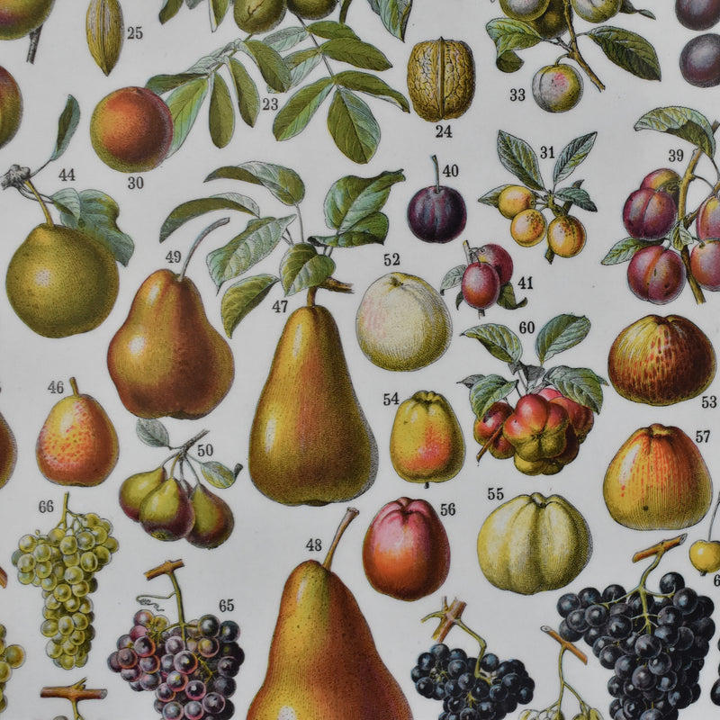 Vintage Larousse Illustration Fruits