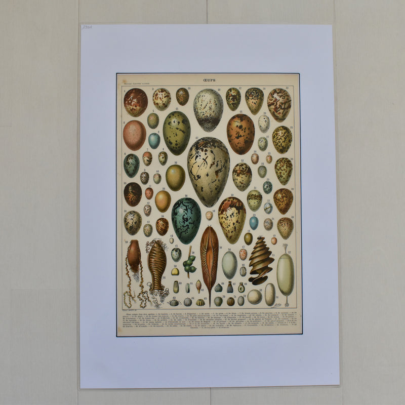 Antique Larousse Illustration - Oeufs (Eggs)