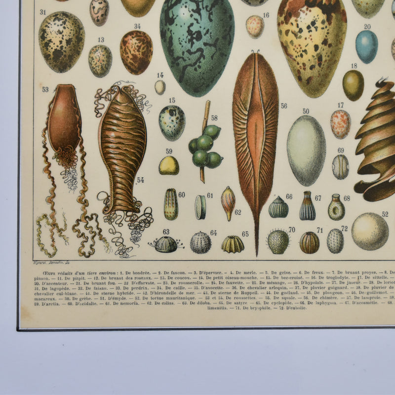Antique Larousse Illustration - Oeufs (Eggs)