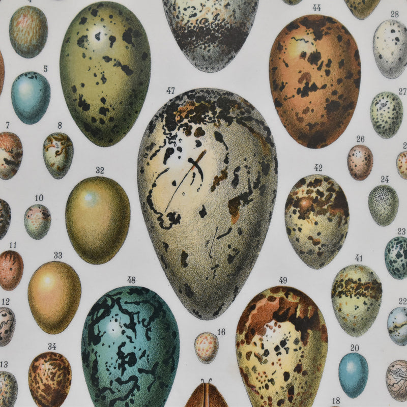Antique Larousse Illustration - Oeufs (Eggs)