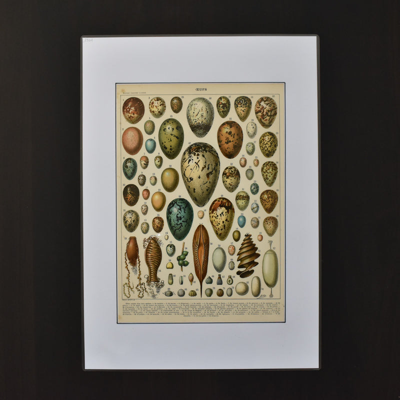 Antique Larousse Illustration - Oeufs (Eggs)